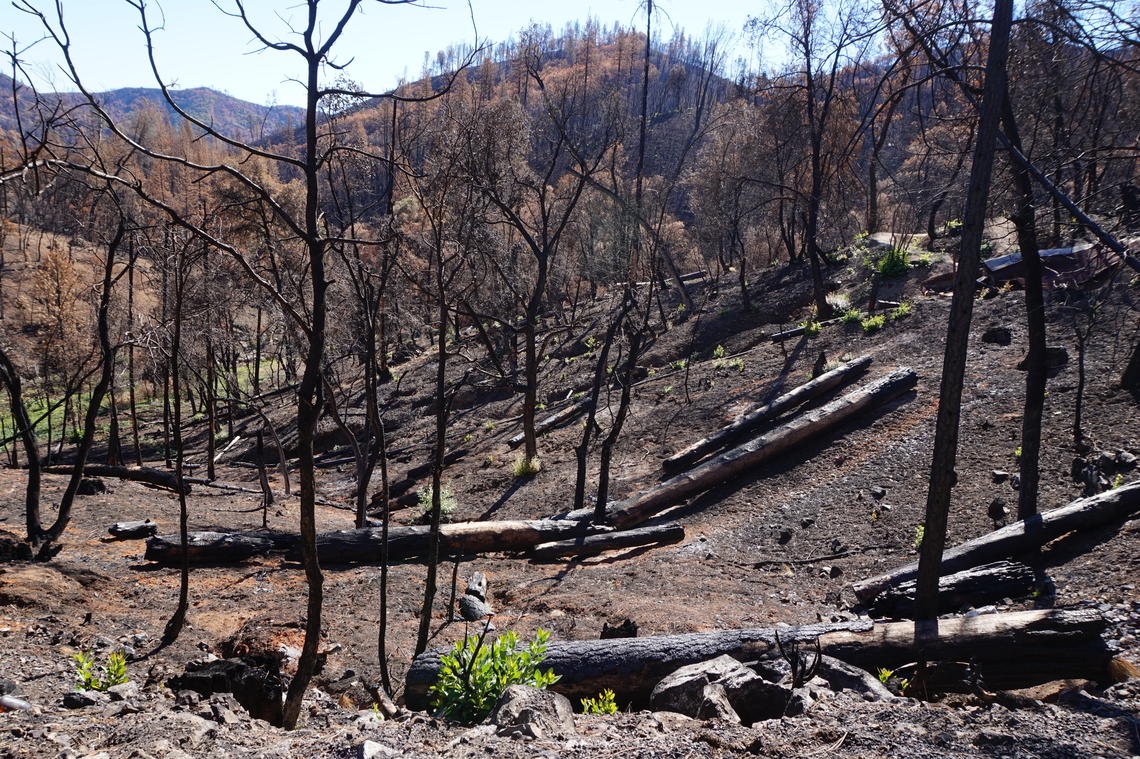 As Wildfires Burn, Rainfall Can Strip Oxygen From Rivers, Killing Fish