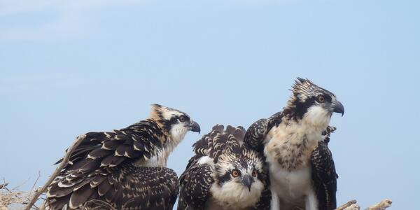 Origins of Lead in Populations of Wild Raptors | U.S. Geological Survey