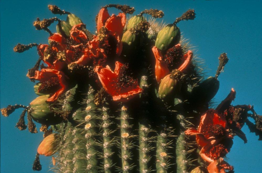 Saguaro Cactus fruit supports abundant wildlife | U.S. Geological Survey