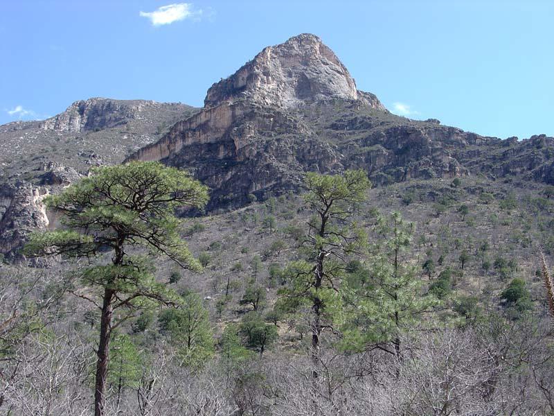 Ecology of Guadalupe Mountains National Park