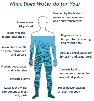 How Water Regulates Body Temperature
