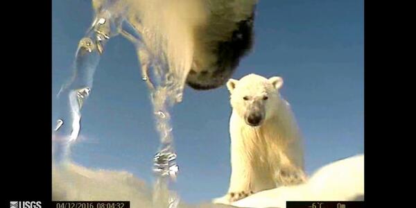 Polar Bear - POV Cams (Spring 2016) | U.S. Geological Survey