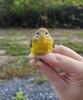 Prairie Warbler