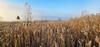 A Sea of Phragmites