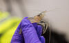 Shrimp are tested for levels of toxins found in Harmful Algal Blooms (HABs)