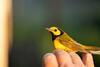 Hooded Warbler