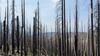 Dead Trees in Sequoia National Park