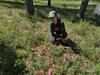 Tagging Seedlings