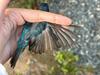 Indigo Bunting wing molt