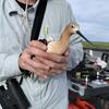 American avocet captured for research