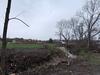 Rolla Middle School tornado tree debris along Burgher Branch