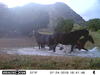 Wild horses bathing in a pond in photo captured by a trail camera  