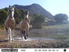 Wild horses captured by a trail camera