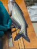 Testing blue catfish for PFAS