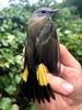 American Redstart 