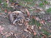 American Woodcock Mortality