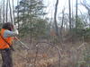 American woodcock Telemetry