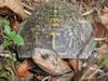 Box Turtle, Terrapene carolina
