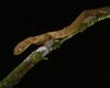 Brown Treesnake on limb