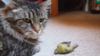 Free-roaming cat and an orange-crowned warbler