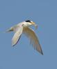 Least Tern