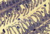 Plate 3, Figure 9, Trichodina sp.