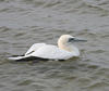 Northern Gannet (Morus bassanus)