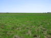 New England Salt Marsh