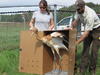 Young Parent-reared Whooping Crane, Grus americana, being released