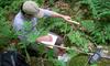 ginseng sampling