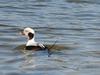 Long-tailed Duck (Clangula hyemalis)