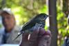 Ovenbird