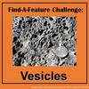 Find-A-Feature: Vesicles Slide 1