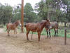 South Rim Tour - mules waiting for new shoes at the blacksmith shop