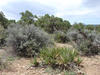 South Rim Tour - a mixed forest and shrubland