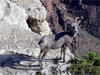 South Rim Tour - a bighorn sheep seen along the Canyon Rim Trail