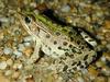 Southern leopard frogs, Lithobates sphenocephala