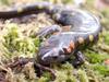 Spotted salamanders,  Ambystoma maculatum