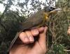 Yellow-breasted Chat