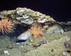 Deep-sea fish called a Cusk  (Brosme brosme) sheltering under a rocky ledge