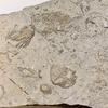 Fossils in Limestone