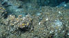 A field of deep-sea mussels (Bathymodiolus sp.) on the Atlantic seafloor.