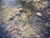 Clear Creek streambed