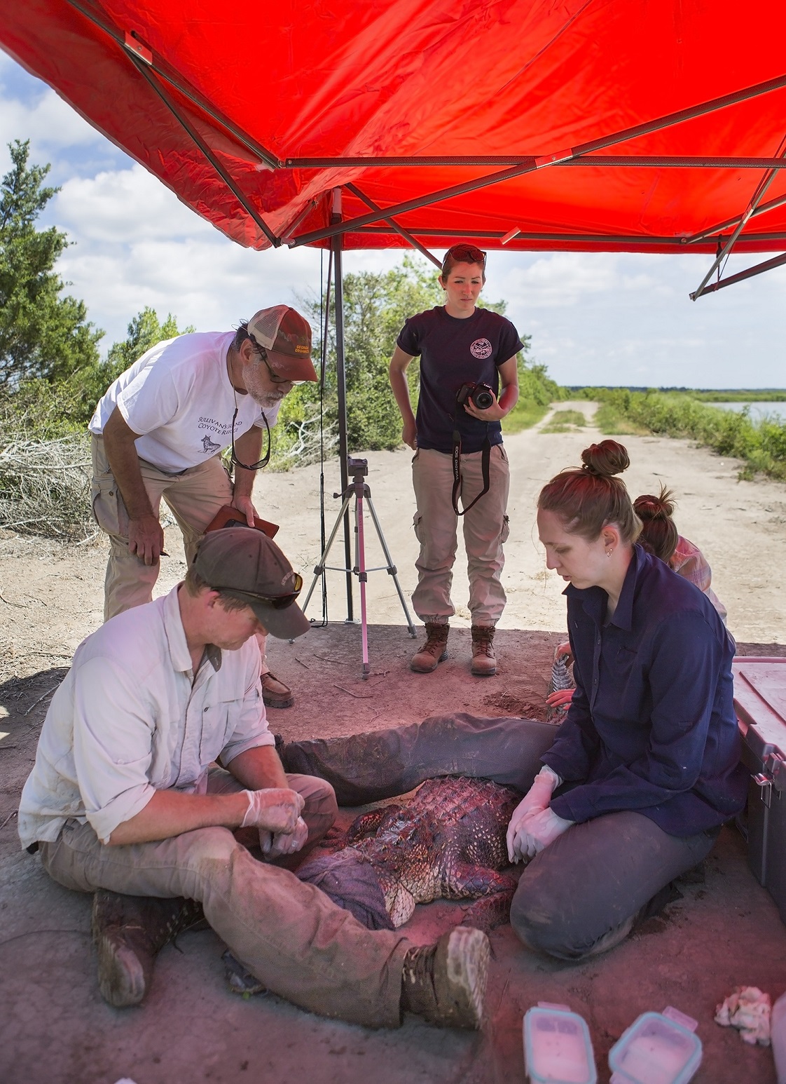 Alligator transmitter installation and recovery