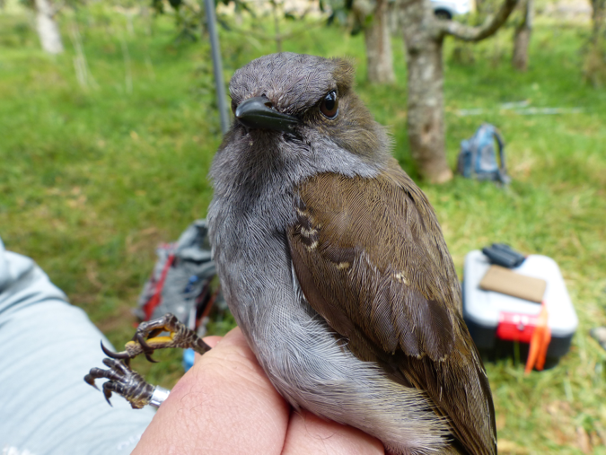 Modeling birdmediated seed dispersal in a Hawaiian restoration forest