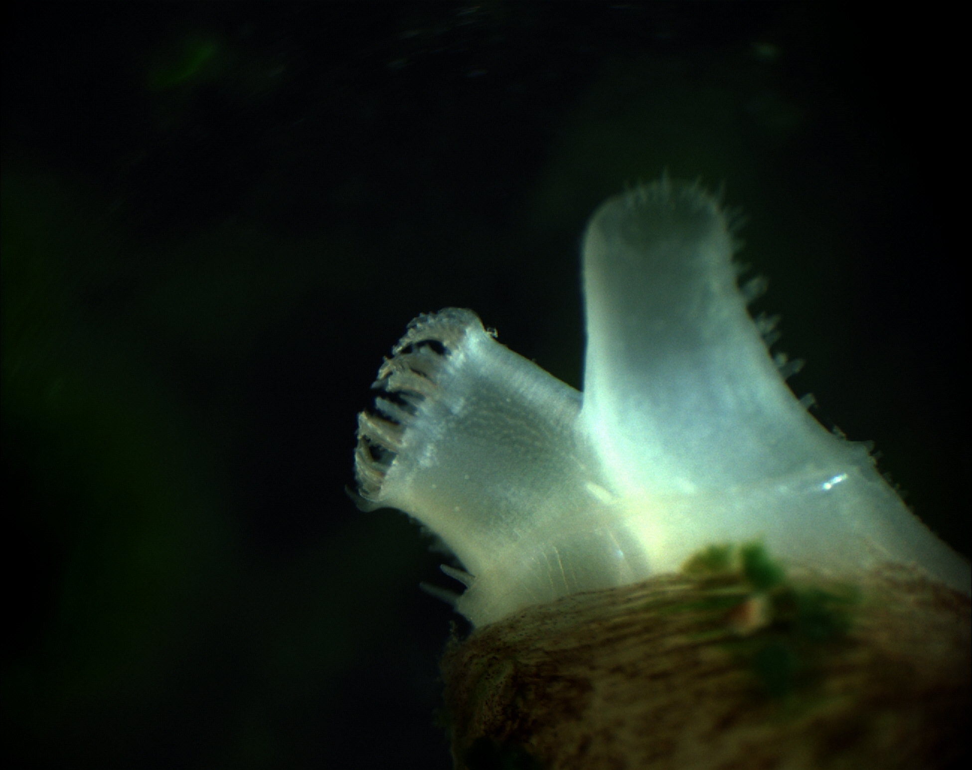 Trace Metals in ClamsPotamocorbula Siphons U.S. Geological Survey