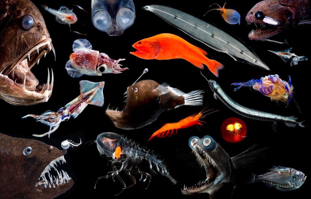 Deep sea Organisms U S Geological Survey